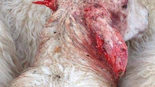 Lenke til artikkel: Husk bandtvang for hund!