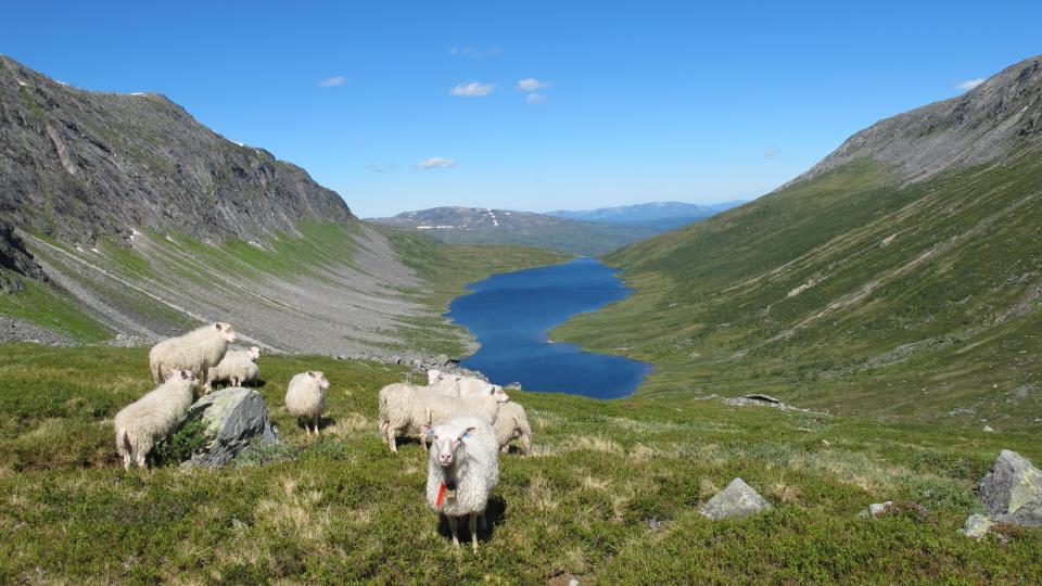 Lenke til artikkel: Ope folkemøte om eventuell endring av vernestatus for Trollheimen 
