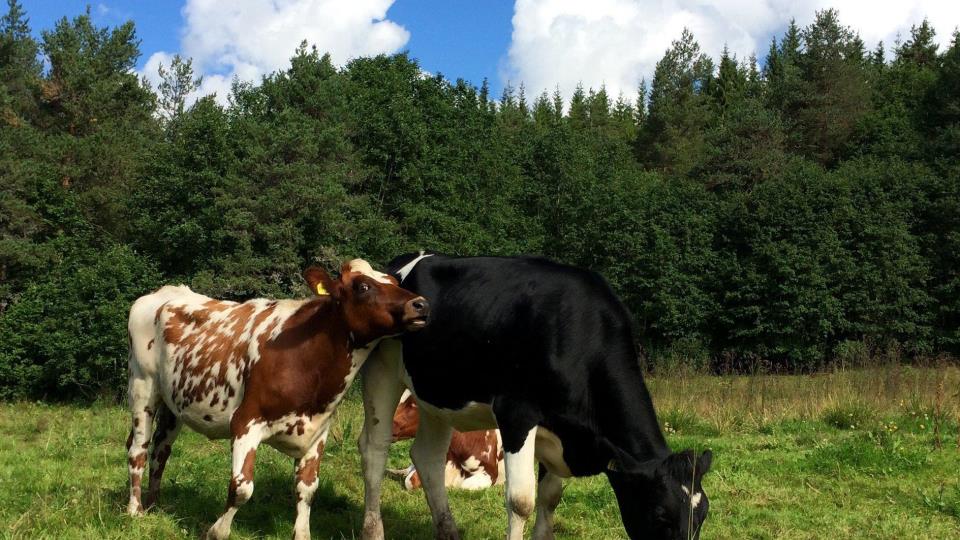Lenke til artikkel: Utlysing av Veterinærvakt frå 2026