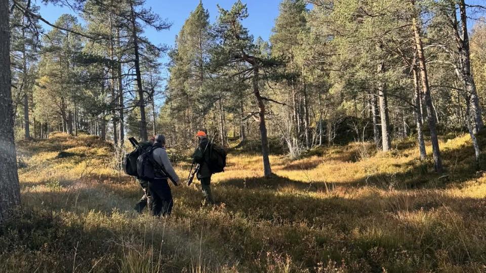 Lenke til artikkel: Høyring av forslag til forskrift om fastsetting av fellingsavgifter for elg og hjort i Surnadal  kommune