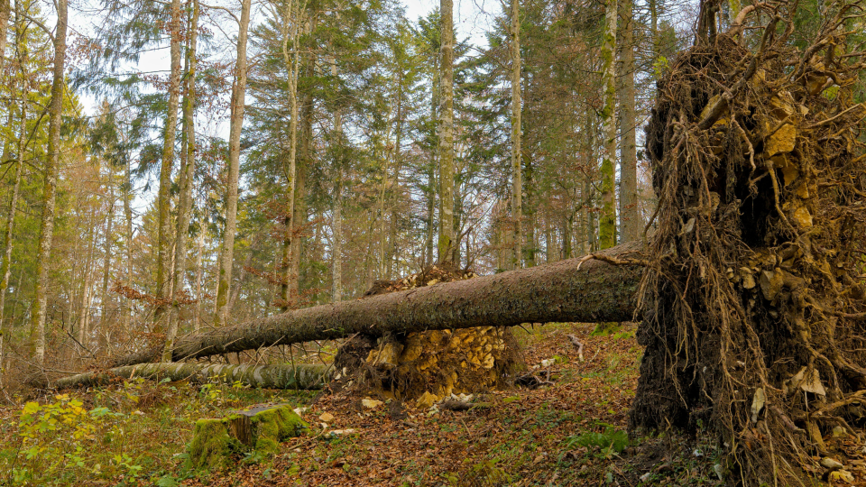 Lenke til artikkel: Stormskadar på skog: Sett eige liv og helse først