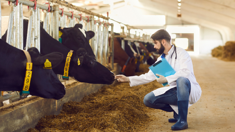 Lenke til artikkel: Ledige veterinærvakter i Surnadal og Halsa