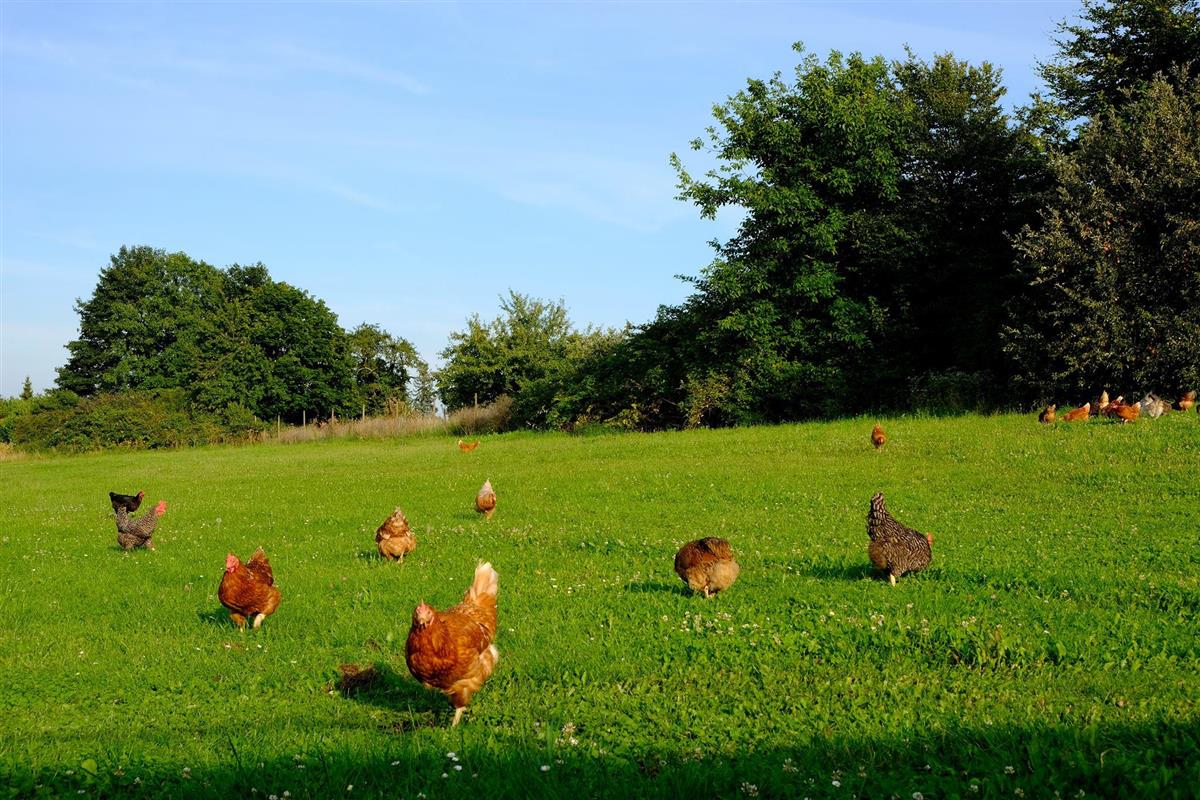 Bilde av høner på ei eng - Klikk for stort bilde